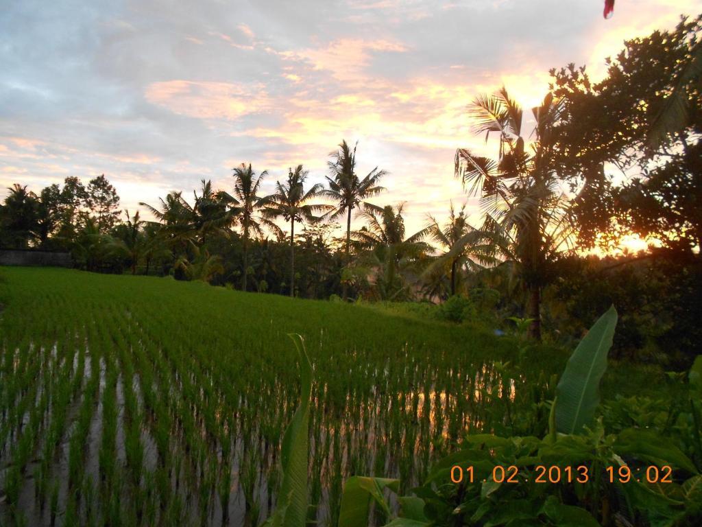 Villa Jasmine B&B Ubud Pokój zdjęcie
